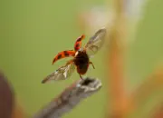 Marienkäfer IMG_3948