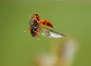 Marienkäfer IMG_3939