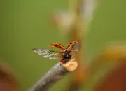 Marienkäfer IMG_3942