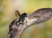 Rosenkäfer IMG_2234