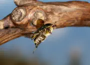 Rosenkäfer 2010_IMG_2628