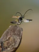 Rothalsbock IMG_111963