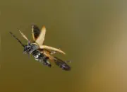 Rothalsbock IMG_11191