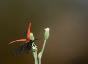 Scharlachroter Feuerkäfer IMG_7276