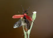 Scharlachroter Feuerkäfer IMG_7283-2