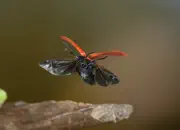 Scharlachroter Feuerkäfer IMG_7264