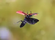 Scharlachroter Feuerkäfer 2010_IMG_3311