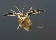 Schrotbock IMG_5217a