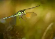 Blaugrüne Mosaikjungfer 2009-IMG_7934a