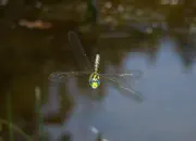 Blaugrüne Mosaikjungfer 2011_IMG_7576