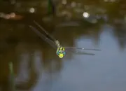 Blaugrüne Mosaikjungfer 2011_IMG_7567