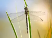 Blaugrüne Mosaikjungfer IMG_1224