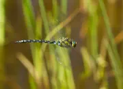 Blaugrüne Mosaikjungfer 2011_IMG_7504