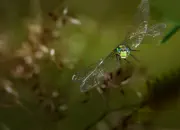 Blaugrüne Mosaikjungfer 2009-IMG_8348