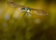 Blaugrüne Mosaikjungfer 2009-IMG_8428