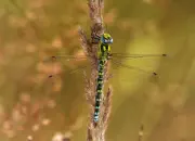 Blaugrüne Mosaikjungfer 2009-IMG_7388