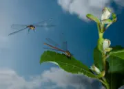 Frühe Adonislibelle IMG_10682