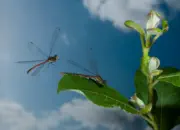 Frühe Adonislibelle IMG_10681