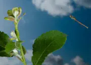 Frühe Adonislibelle IMG_10671