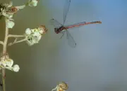 Frühe Adonislibelle IMG_10667