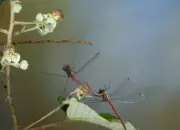 Frühe Adonislibelle IMG_10666