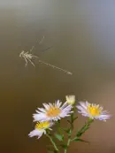 Gemeine Federlibelle IMG_2314