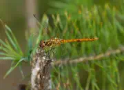 Großer Blaupfeil IMG_5498