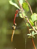 Heidelibelle 2010_IMG_6941