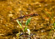 Heidelibelle 2011_IMG_7937