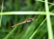 Heidelibelle 2010_IMG_6989a