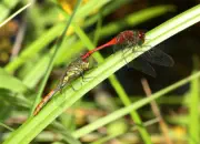 Heidelibelle 2010_IMG_6929