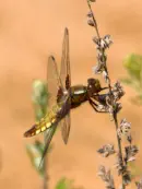 Plattbauch IMG_5041a Weibchen