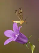 Skorpionsfliege IMG_1865