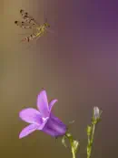 Skorpionsfliege IMG_1866