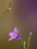 Skorpionsfliege IMG_1867