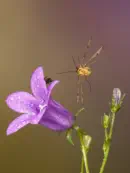 Skorpionsfliege IMG_1871