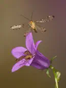 Skorpionsfliege IMG_1868ab