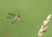 Skorpionsfliege 2013_0259
