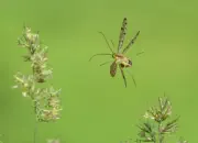 Skorpionsfliege 2013_0264