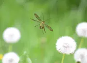 Skorpionsfliege 2013_0316