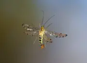 Skorpionsfliege 2013_2013_0276