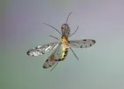 Skorpionsfliege 2013_2013_0272