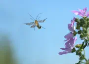 Blaugrüne Mosaikjungfer 2011_IMG_7504