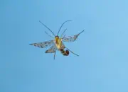 Skorpionsfliege 2013_2013_0299