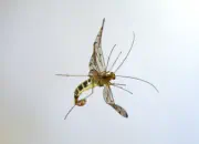 Skorpionsfliege 2013_2013_0282