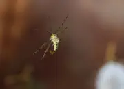 Skorpionsfliege 2013_2013_0275