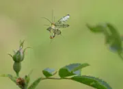 Skorpionsfliege 2013_0324