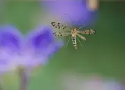 Skorpionsfliege 2013_IMG_5242