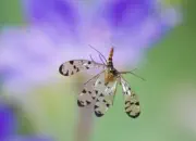 Skorpionsfliege 2013_IMG_5214