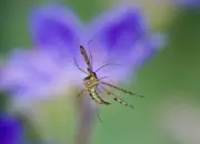 Skorpionsfliege 2013_IMG_5205